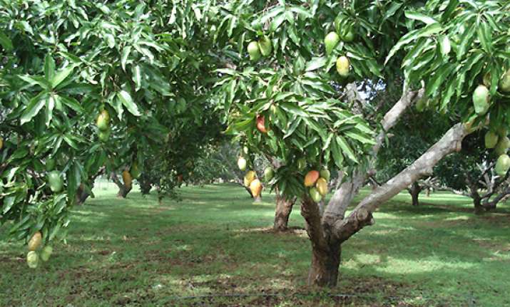 Mango production in Konkan shows downtrend