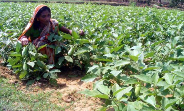 massive plantation drive to be taken up in ganjam district