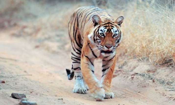 missing tigress machhli found in ranthambore