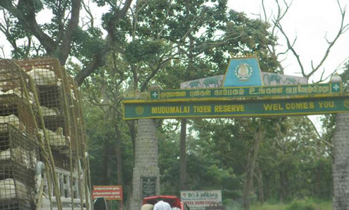 mudumalai tiger reserve thrown open to public