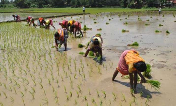 poor monsoon hits paddy sowing in bihar