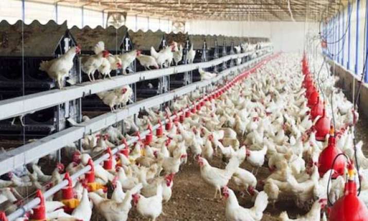 revealed chicken could make you resistant to antibiotics