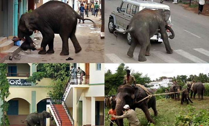 rogue elephant kills man during mysore rampage