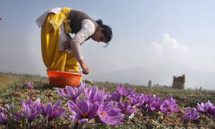 saffron fields are a reminder of kashmir s royal romance