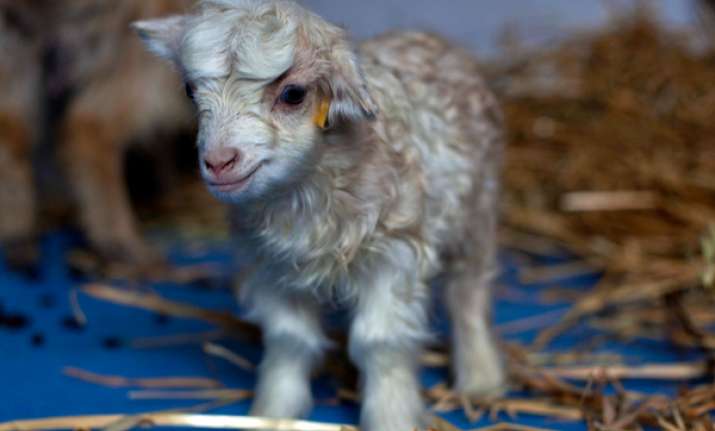 scientists clone rare pashmina goat in kashmir