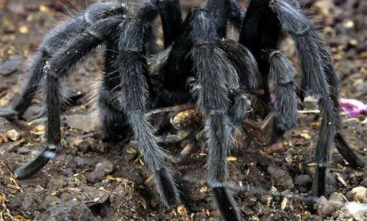 spiders create panic in remote assam villages