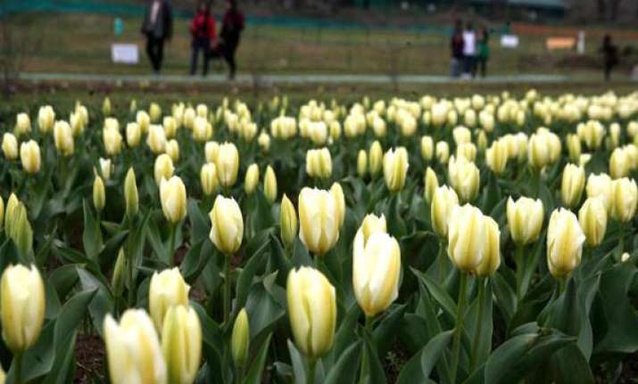 srinagar s tulip garden thrown open to visitors