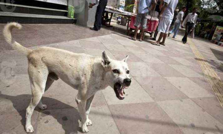 stray dogs maul 6 year old girl to death in mp villagers to