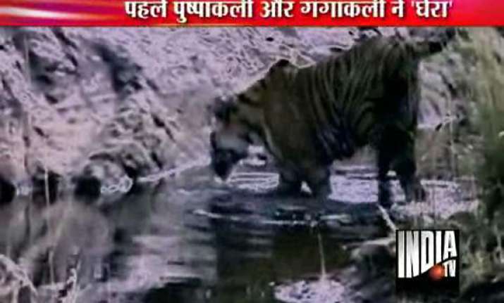 straying tiger trapped near lucknow