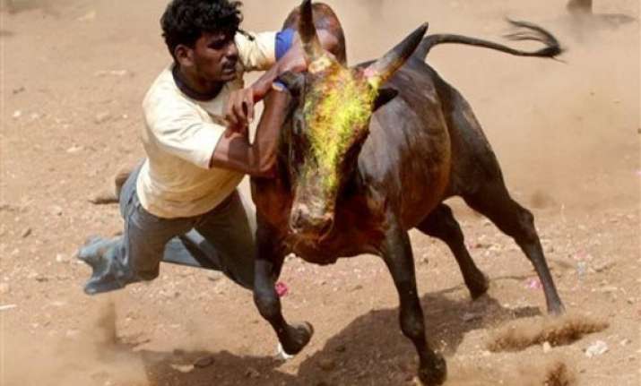 supreme court refuses to stay jallikattu bullfighting in tn