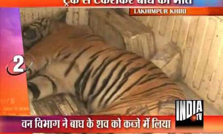 tigress killed in road mishap