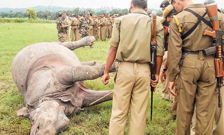 two rhinos killed in kaziranga horn of one removed
