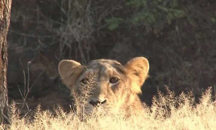 unique behaviour seen among lions in gir sanctuary