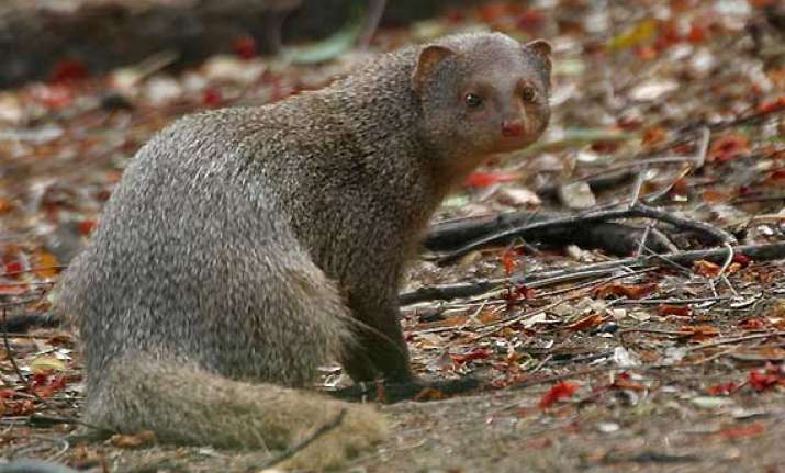 vacancy for mongoose in indore district jail