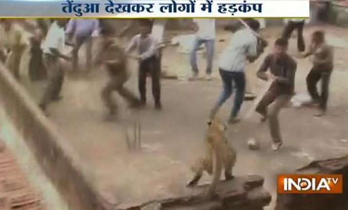 watch live video of leopard creating panic in a village in