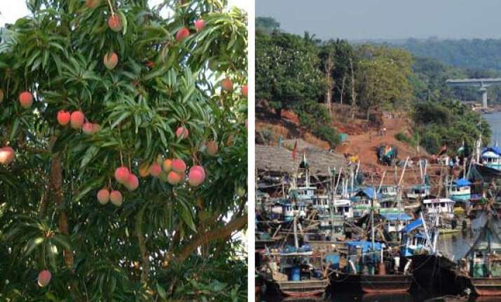 who will buy our alphonso mangoes ask jaitapur farmers