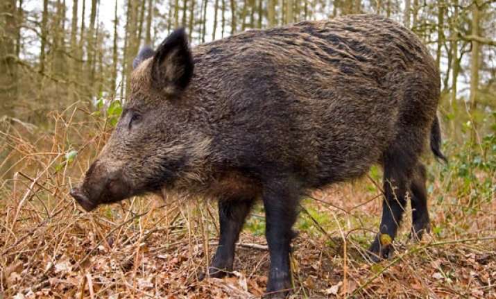 wild boar kills man in odisha villagers attack forest office