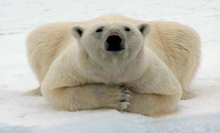 polar bears could be extinct in 25 years