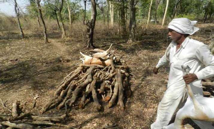 14 deer dead due to heat in dewas district