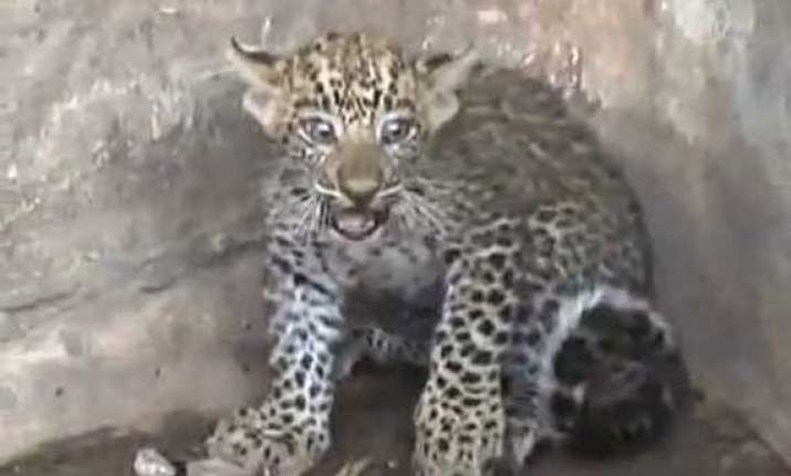 6 month old leopard cub rescued by uttarakhand forest