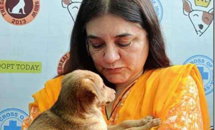 at a glance maneka gandhi from a charming model to union