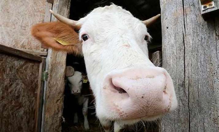cow urine can cure cancer bjp member in rajya sabha