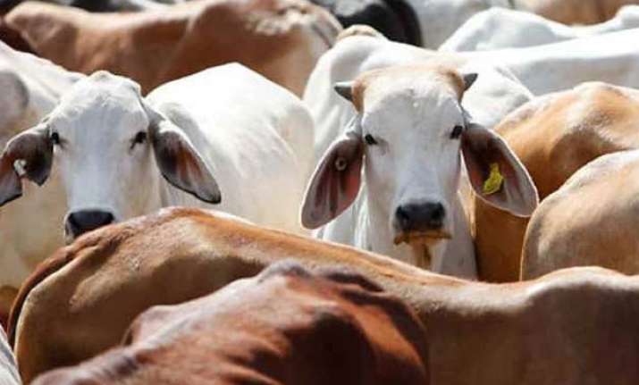 haryana assembly passes bill banning cow slaughter beef sale