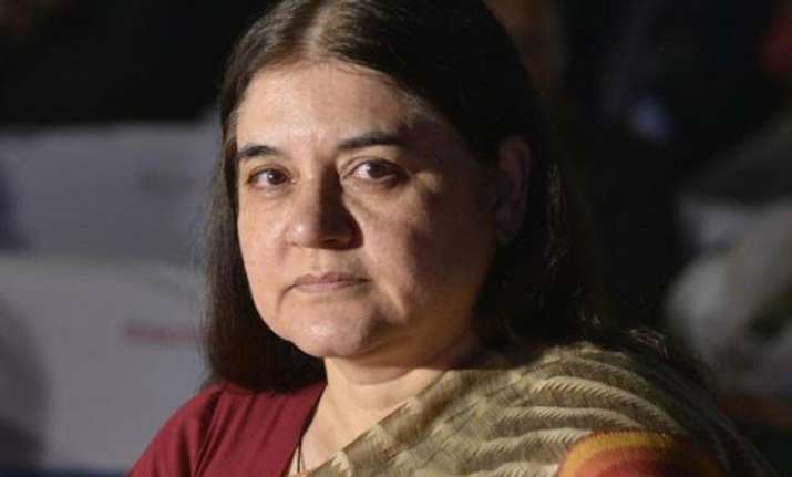 maneka gandhi suggests cow urine to clean office floors