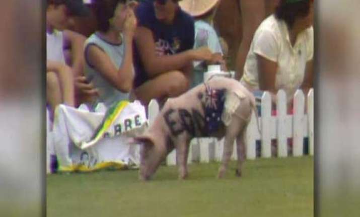 cricket fan to be counseled over pig smuggling