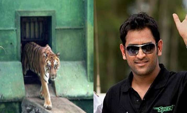 dhoni adopts mysore zoo tiger