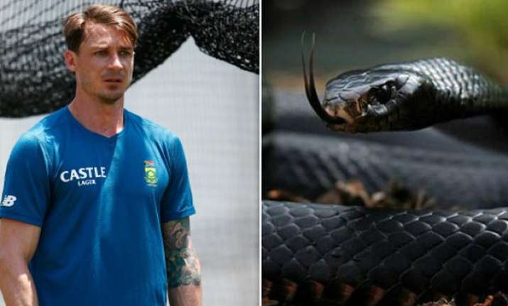 dale steyn s close call with deadly black mamba
