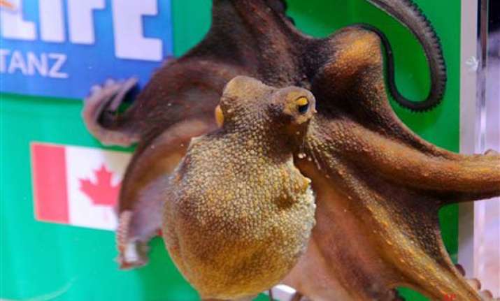 and now paula the octopus oracle