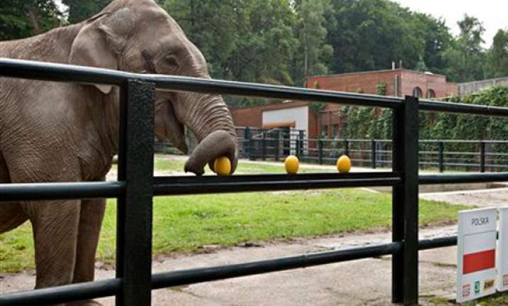 elephant says poland to win euro 2012 first game