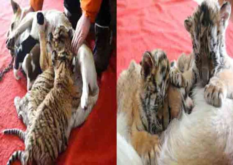 Incredible: Dog in China becomes surrogate mother to tiger cubs