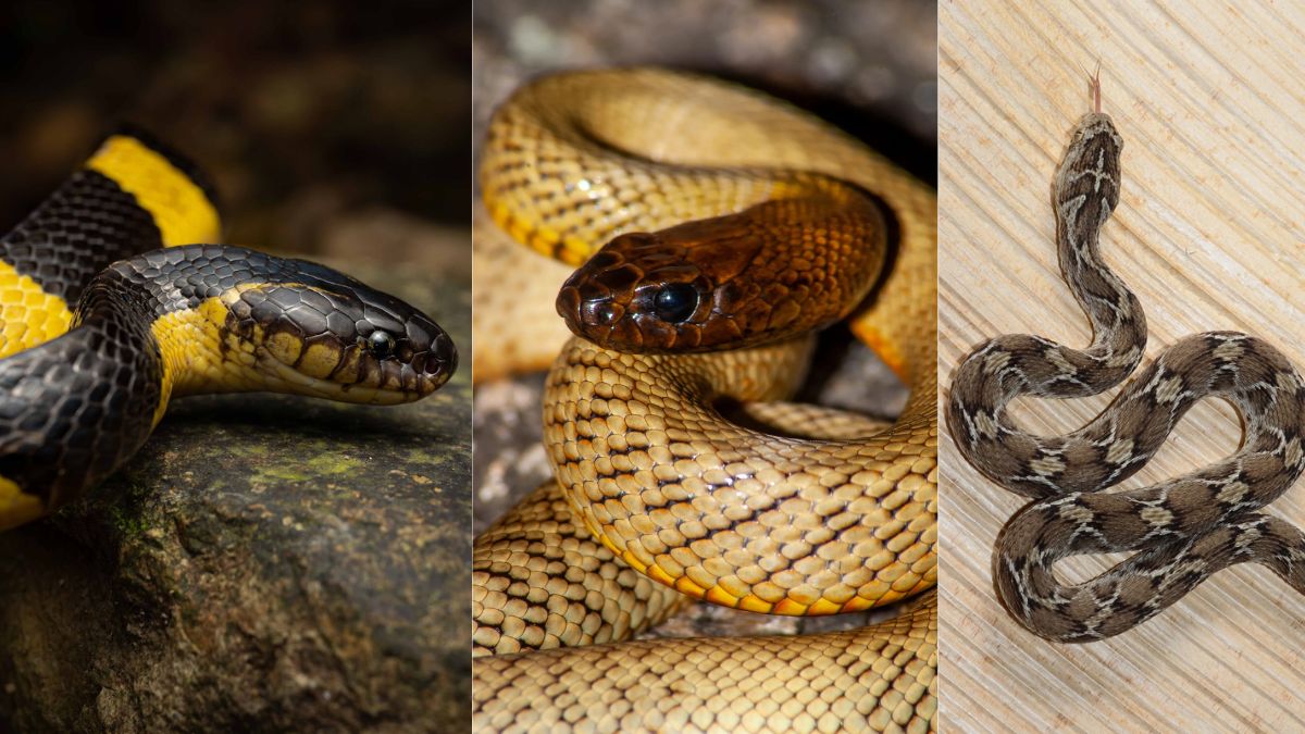 World Snake Day 2025: 7 most venomous snakes in the world