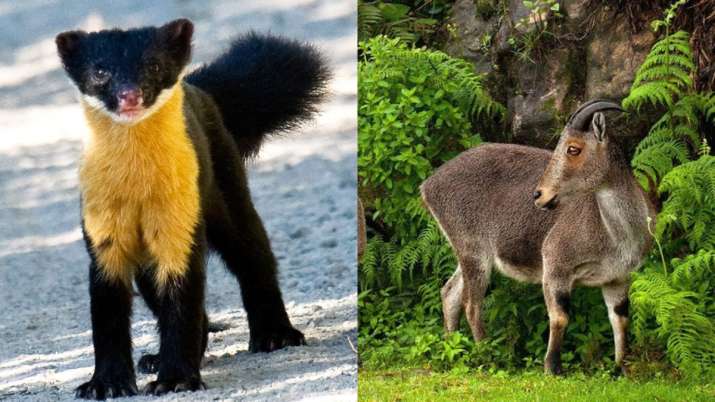 World Wildlife Day 2021: Rare and exotic animals you can only in India