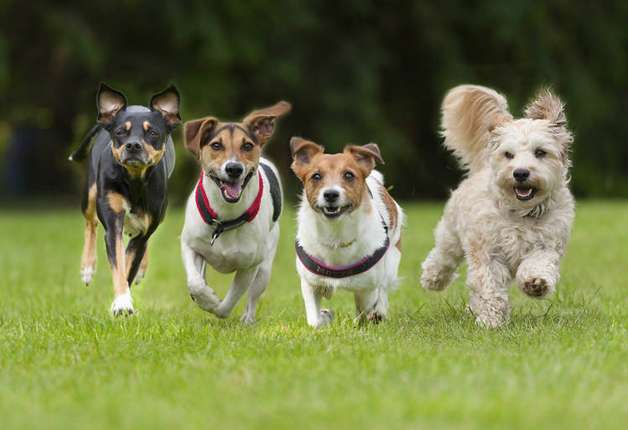 5 best family pet dog breeds in India