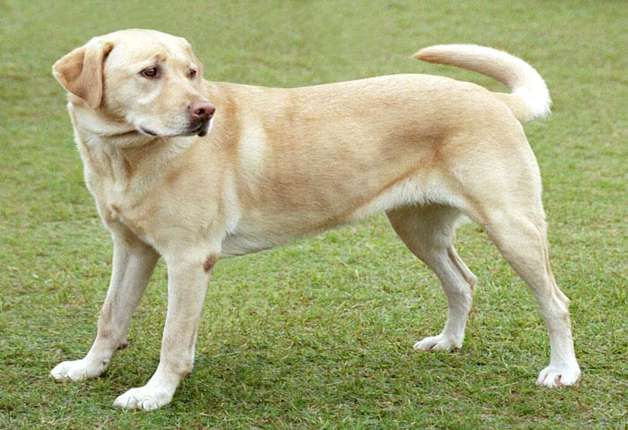 which is the best home friendly dog in india