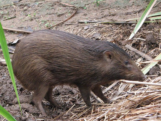 World Wildlife Day 2021: Rare and exotic animals you can only in India World Wildlife Day 2021: Rare and exotic animals you can only in India