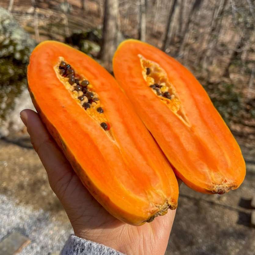 World Health Day 2021 7 powerful foods to boost immunity IN PICS