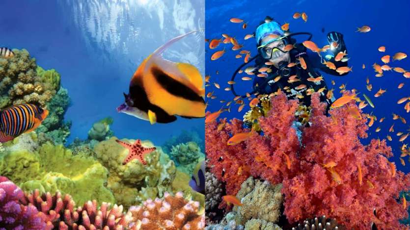 5 best diving sites that every scuba diver must visit