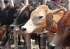 Madhya Pradesh: 58 cows die at cow shelter in 28 days,