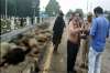Speeding car mows down 25 sheep