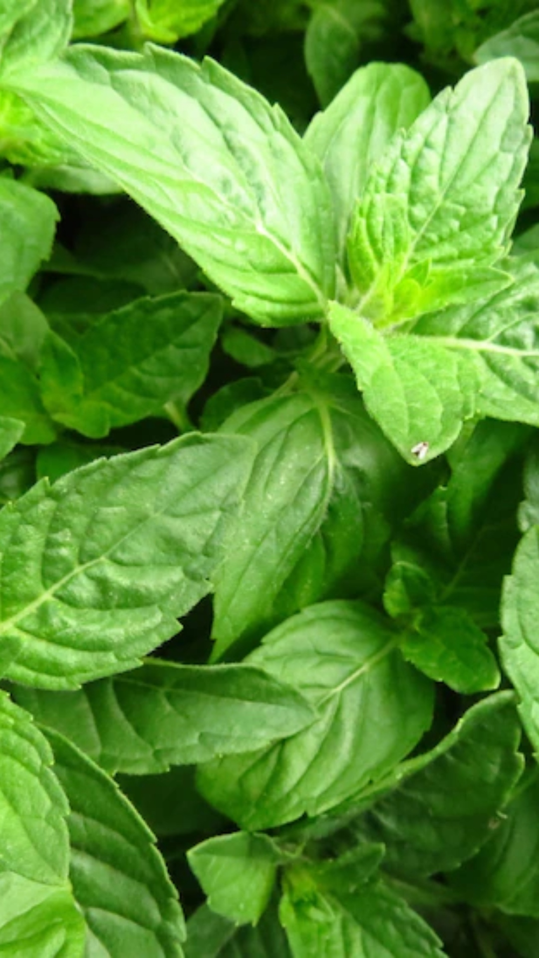  Basil leaves prevent complications of diabetes; know its health benefits