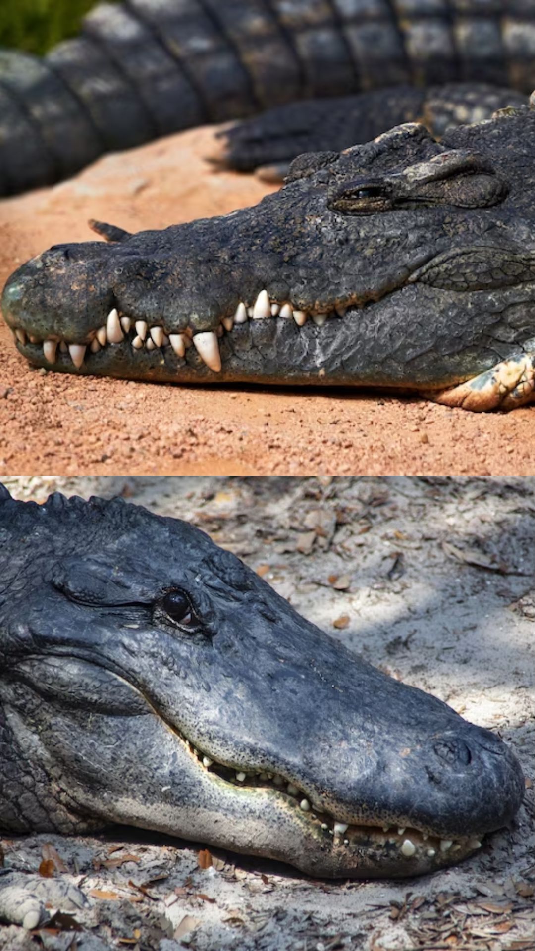 difference between alligator and crocodile skin