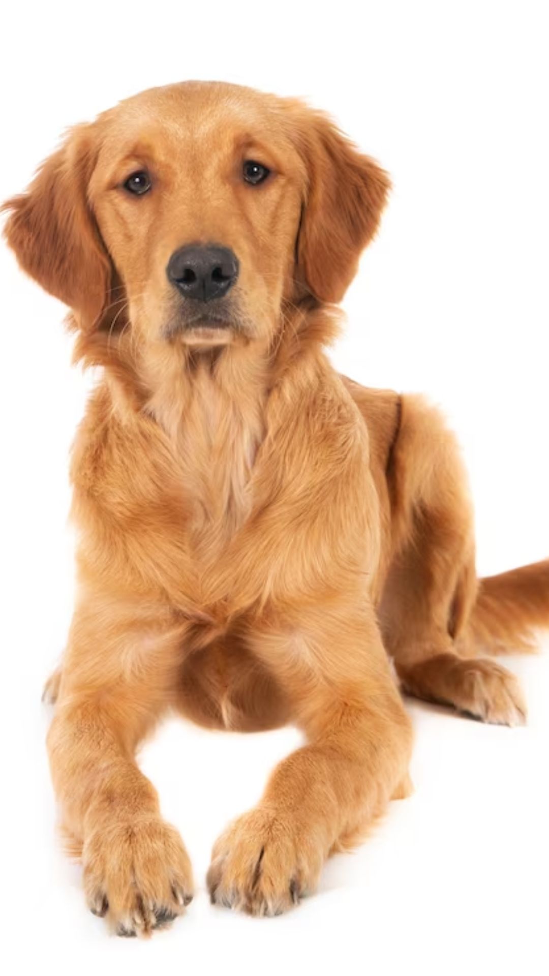 1. Golden Retriever: Loyal, friendly, and gentle, this breed makes a great family pet.