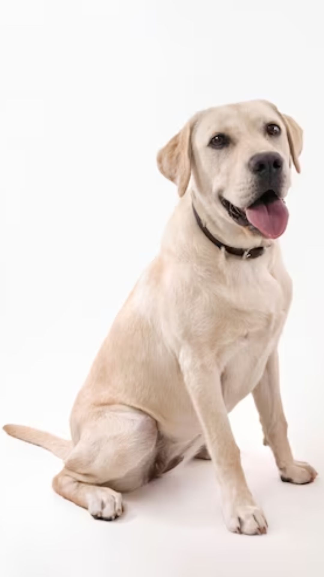 2. Labrador Retriever: Intelligent and playful, this breed is known for its love of children.
