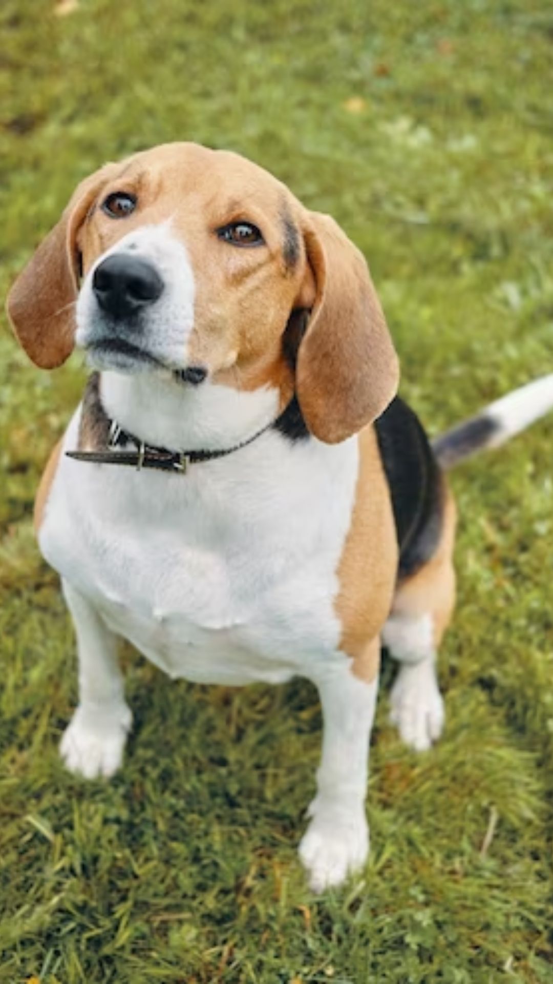 3. Beagle: Energetic and curious, this breed is great with kids and other pets.