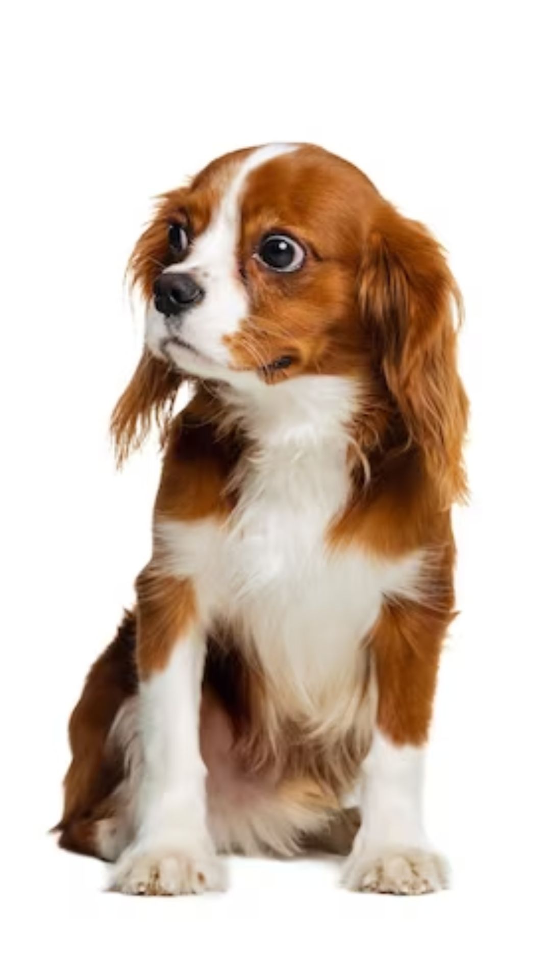 5. Cavalier King Charles Spaniel: Sweet-tempered and adaptable, this breed is great for families with children of all ages.
