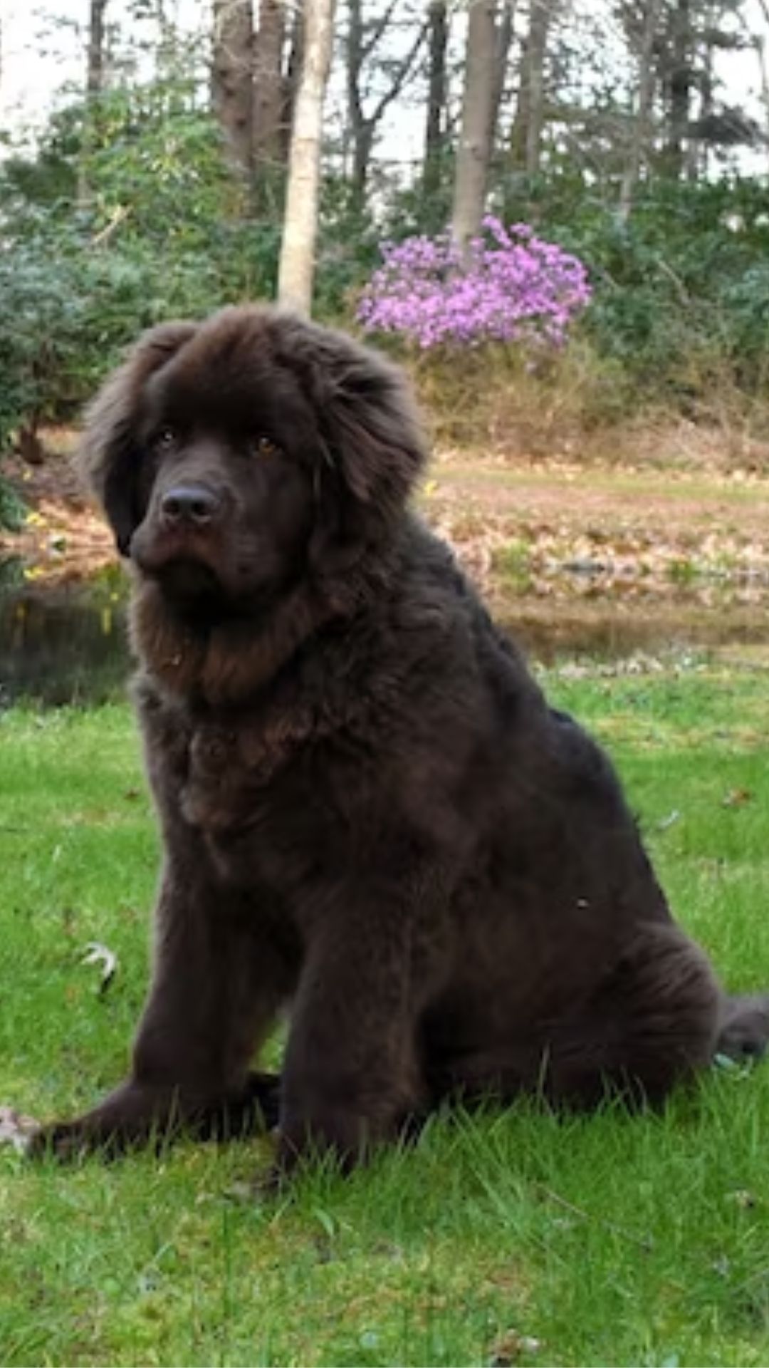 6. Newfoundland: Patient and gentle, this breed is well-suited to families with small children.